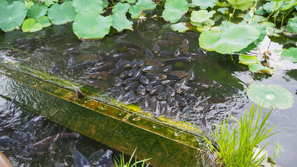 大量の鯉