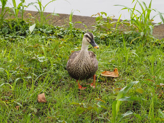 水辺を歩くカモ