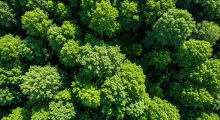 Naklejka premium Aerial View of Dense Green Forest Canopy in Sunlight Creating a Textured Pattern