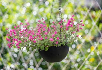 Close up of Pink Silene 'Sibella Carmine' Flowers