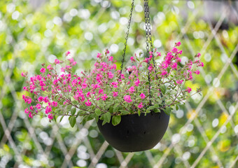Close up of Pink Silene 'Sibella Carmine' Flowers
