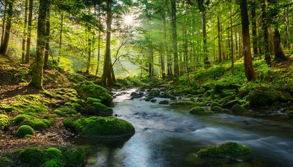 Obraz premium creek in the forest