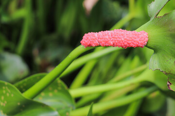 Apple snail eggs attached on narrow leaf in vibrant green surroundings