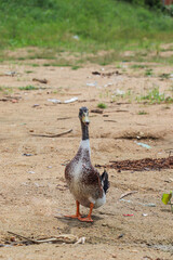A duck stands calmly on muddy patch near watery vegetation