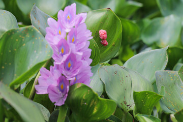Exotic purple ginger flower in bright contrast with surrounding green leaves