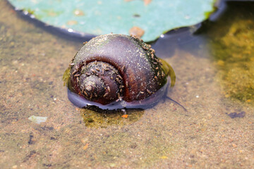 Golden Apple Snail moving slowly near water, half-submerged in pond