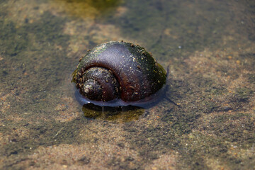 Golden Apple Snail shell partially submerged in muddy water habitat