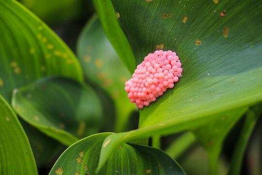 Rounded green leaf with neatly aligned snail egg cluster visible