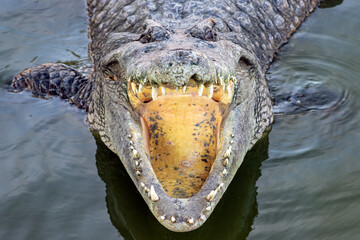 Crocodile with open mouth in water