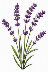Naklejka premium Purple lavender sprigs, delicate and fragrant. 
