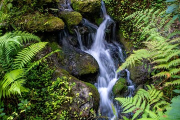 Fototapeta premium waterfall in the forest