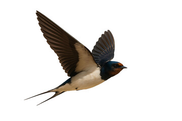 Fototapeta premium Graceful Swallow in Flight: Capturing a swallow in mid-flight, a symbol of freedom, this image showcases the beauty of nature, highlighting its elegance and agility against a bright backdrop.