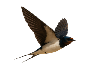 Graceful Swallow in Flight: Capturing a swallow in mid-flight, a symbol of freedom, this image showcases the beauty of nature, highlighting its elegance and agility against a bright backdrop.