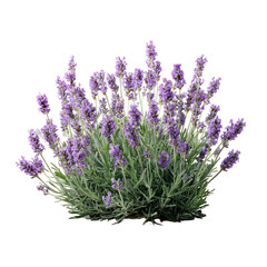 Fototapeta premium Lavandula Pedunculata - Blooming Lavandula pedunculata flower on transparent background