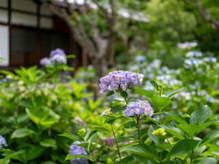 寺院の庭園に咲いた紫陽花