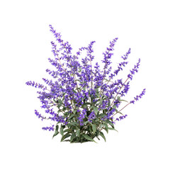 Naklejka premium Mexican Bush Sage - Salvia leucantha plant on transparent background