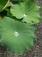 蓮の葉と水滴