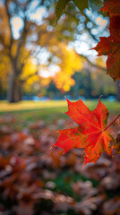 Red maple leaves framing blurred park path with soft autumn light