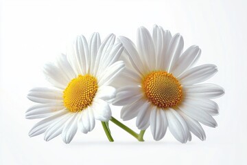 Naklejka premium Two fresh white daisies with vibrant yellow centers on a clean white background expressing simplicity and natural beauty