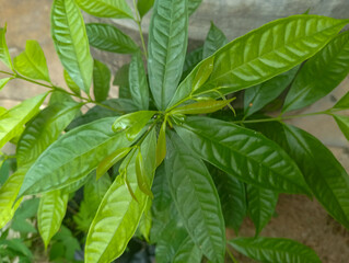 Fototapeta premium Bay leaves at garden. green leaves in the garden. Bay leaf is herb plant. 