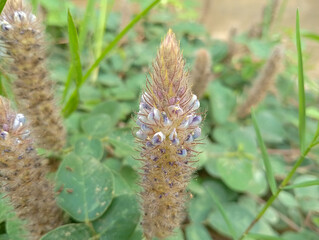 close up of flower blooming. 