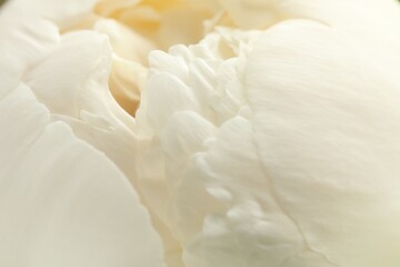 Beautiful peony flower as background, macro view