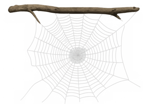 Intricate spider web hanging from a weathered branch, isolated on a transparent background, perfect for halloween or nature-themed projects