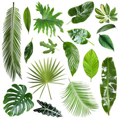 Many different tropical leaves isolated on white, set