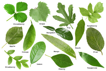 Fresh green fruit leaves and names on white background, collage