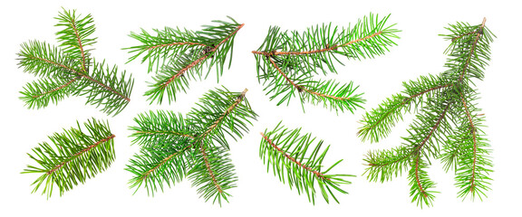 Green fir tree branches on white background, collage