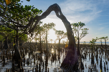 Sumba, Indonesia – 06. 29. 2025 – This mangrove tree is unique; its trunk is shaped like an...
