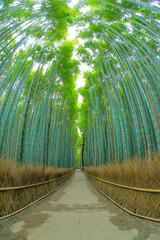 嵐山の竹林の小径