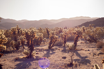 Cholla Cactus Garden at Sunset with Lens Flare