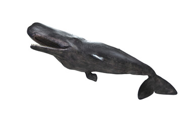 3d Illustration of A Graceful sperm whale glides through deep ocean, surrounded by mystery and silent marine beauty.