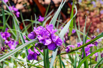 Flower of purple spiderwort flower in early summer garden.