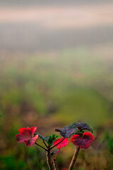 赤いハナテンジクアオイ