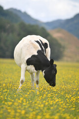 A summer's day at the dairy farm