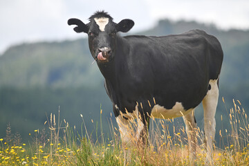 A summer's day at the dairy farm