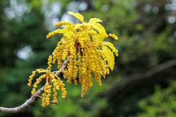 Close-up of Quercus aliena flowers blooming quietly in a spring forest.