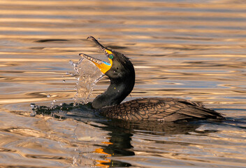 A Double crested Cormorant bird takes a refreshing drink of water while swimming through a golden...