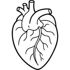 Simple outline illustration of a human heart showing major blood vessels and chambers for educational purposes
