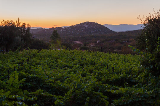 Mountainous Winery View at Sunset in Guadalupe Valley Mexico
