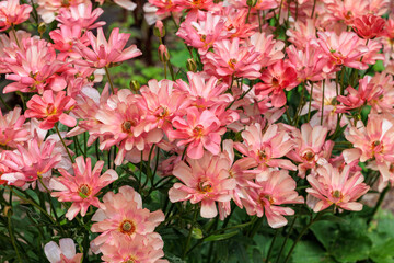 Neat and beautiful Ranunculus Rax series flowers in the garden.