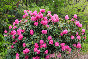 Beautiful blooming pink rhododendron flowers in spring forest park.