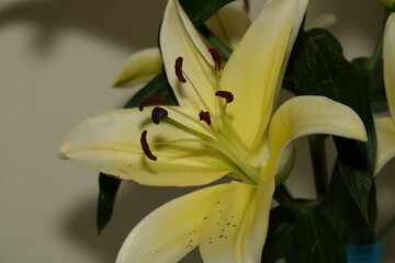 Lily blooms with elegant, trumpet-shaped petals in white, pink, or orange hues. Symbolizing purity and renewal, it emits a sweet fragrance and thrives in gardens and floral arrangements.