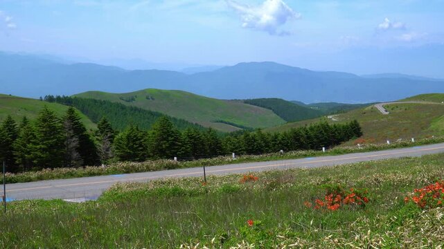 初夏の霧ヶ峰高原に咲くレンゲツツジ