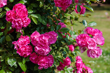 Beautiful pink roses blooming in the rose garden in Izu.