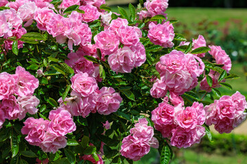 Fototapeta premium Beautiful pink roses blooming in the rose garden in Izu.