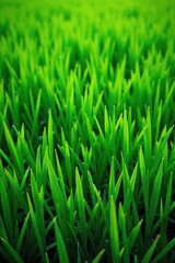 Lush Green Grass Background Vibrant Spring & Summer Texture for Websites, Presentations, and More