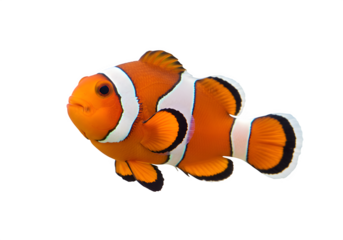 A vibrant clownfish with striking orange and white stripes, isolated on white or transparent background. PNG